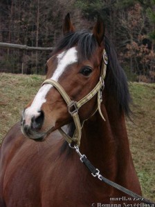 Obrazek